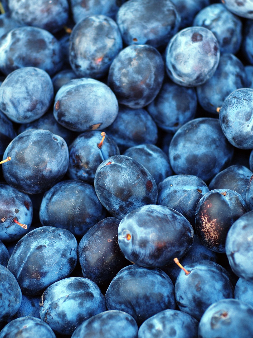 plum, fruit, blue-1542428.jpg